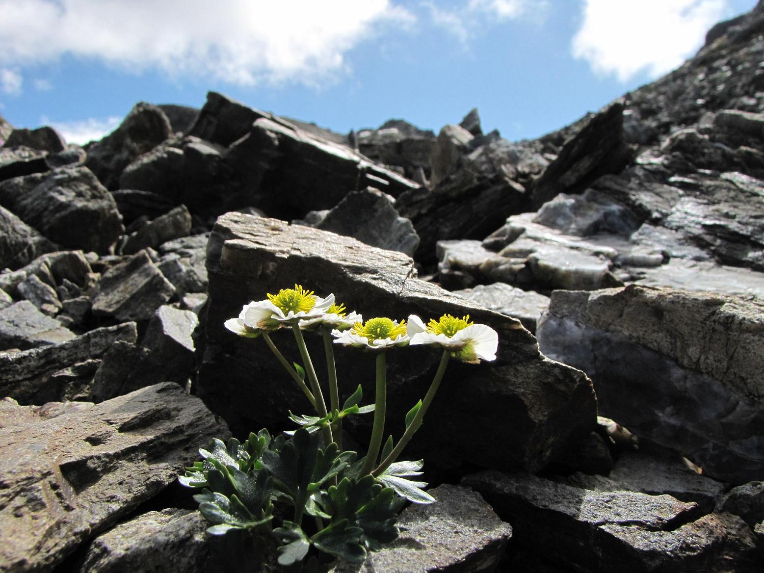 Sentieri ferrati, sentieri fioriti: i fiori dell''Albiolo